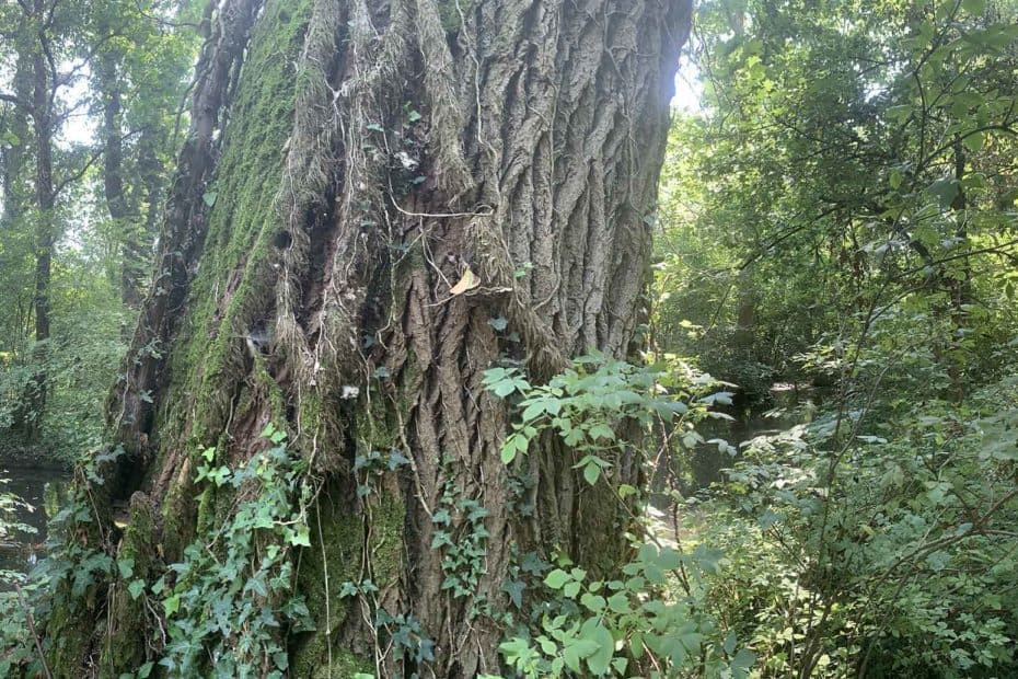 Bosco - Sorgenti della Muzzetta