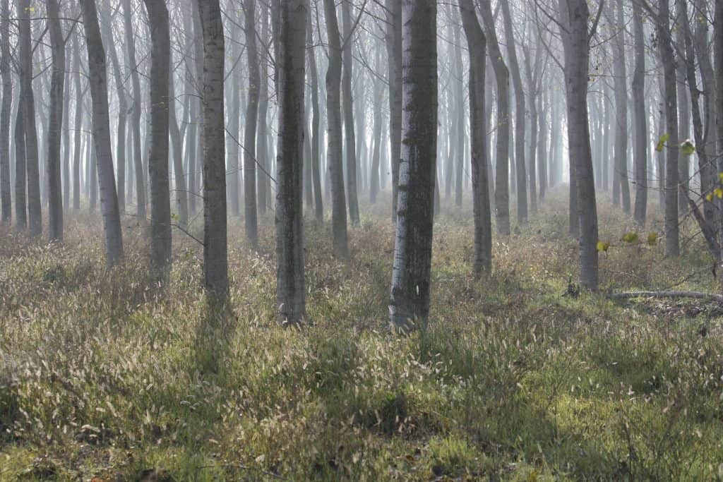 alberi bosco