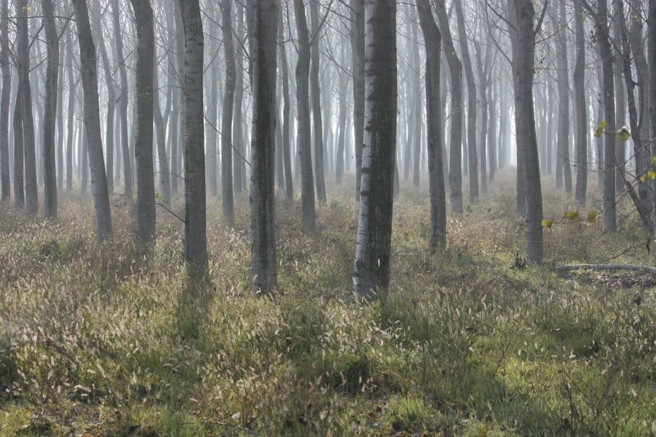 alberi bosco