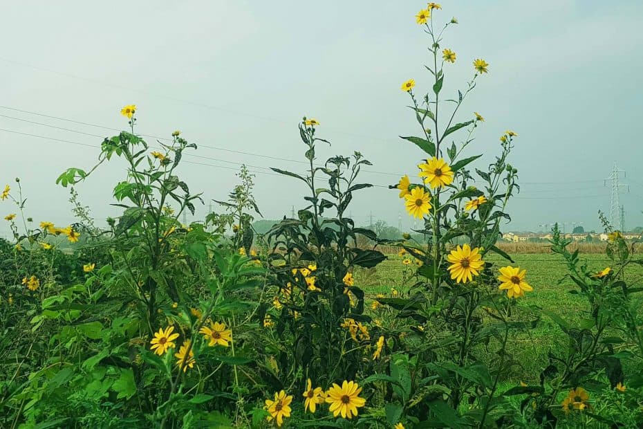 Campi di Girasole