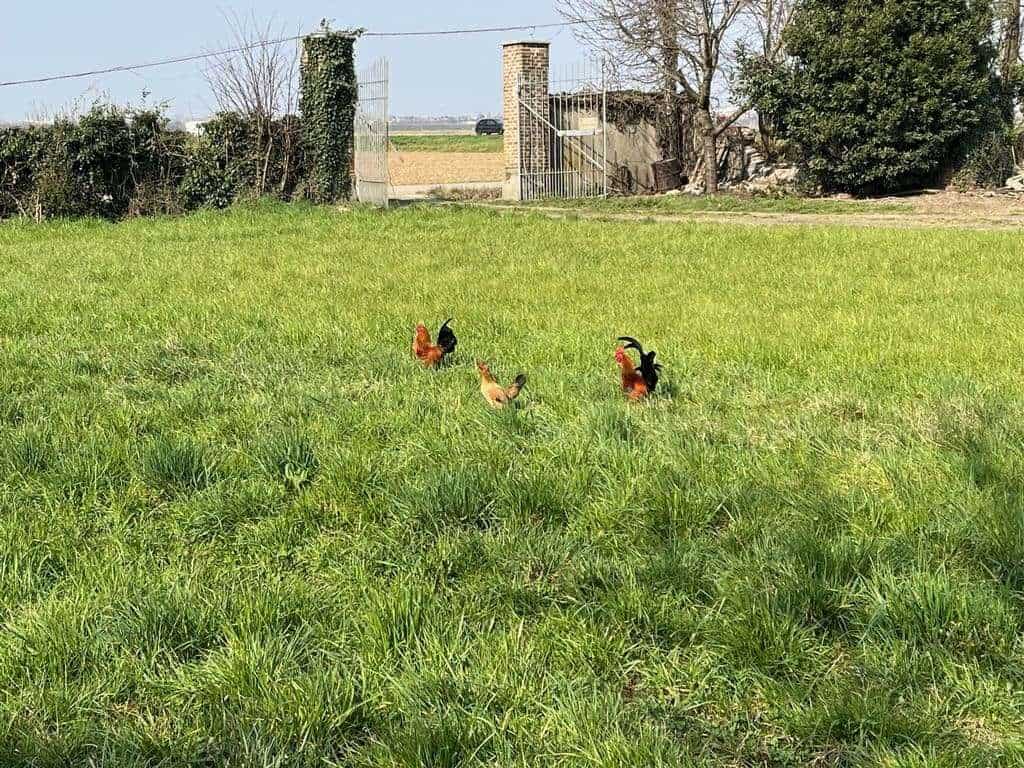 Cascina Cantalupo - Galline in libertà