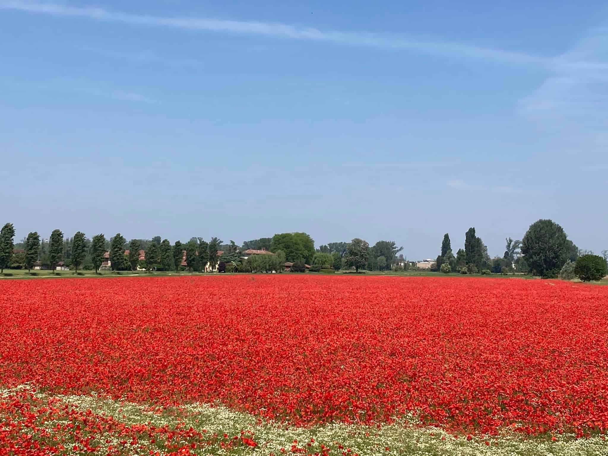 campo di papaveri