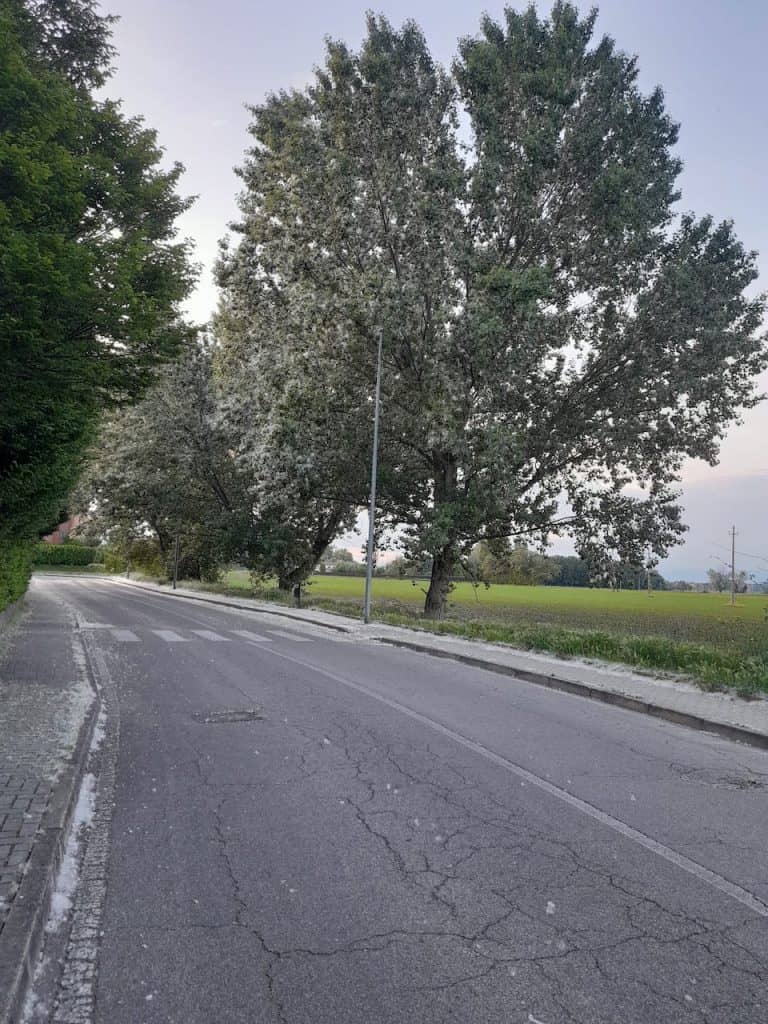 Alberi innevati dal polline. La "neve" di maggio a Peschiera Borromeo