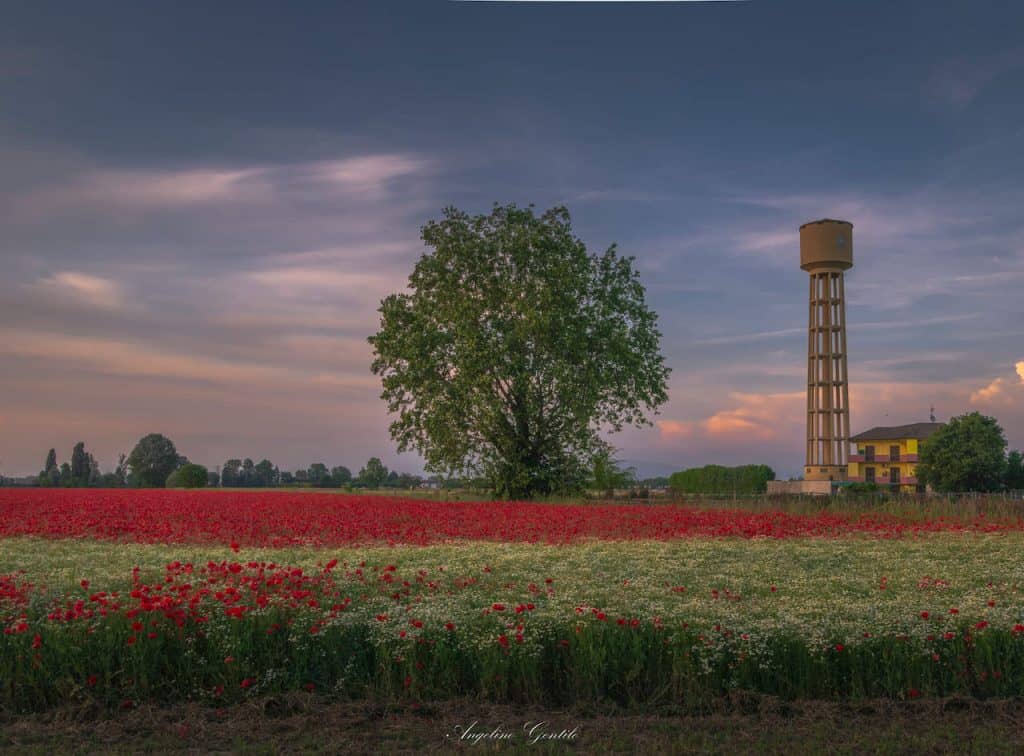 campo di papaveri