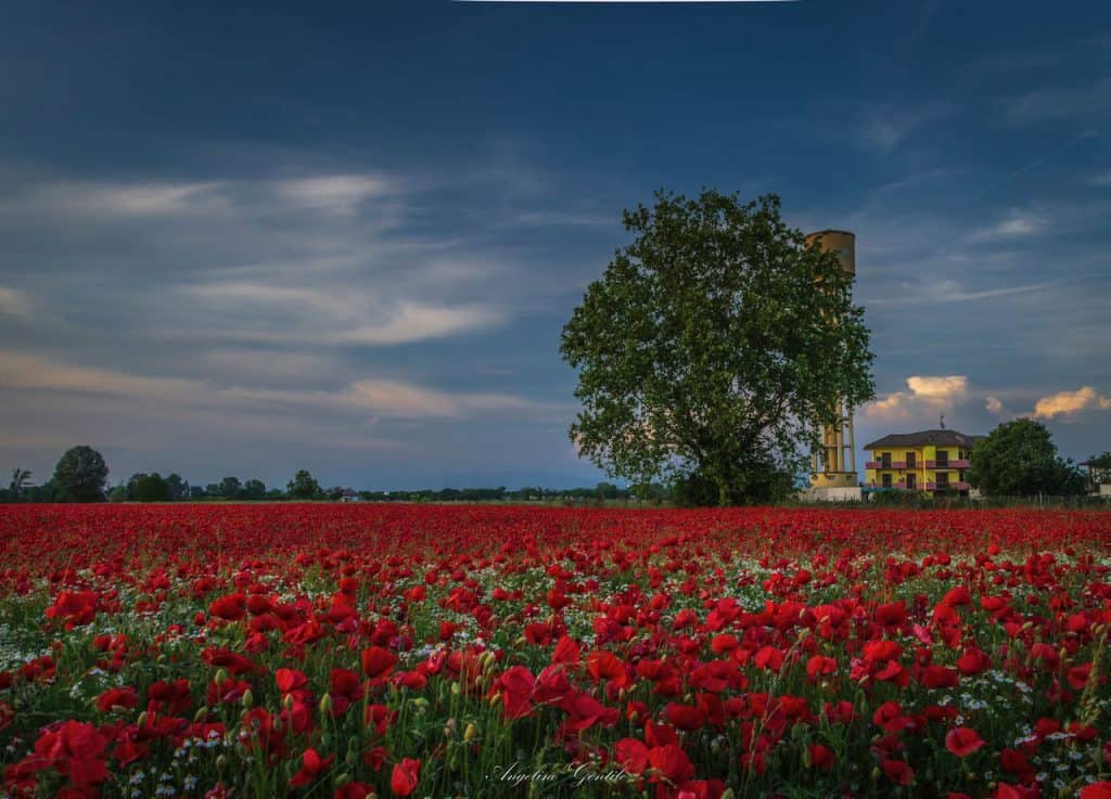 campo di papaveri