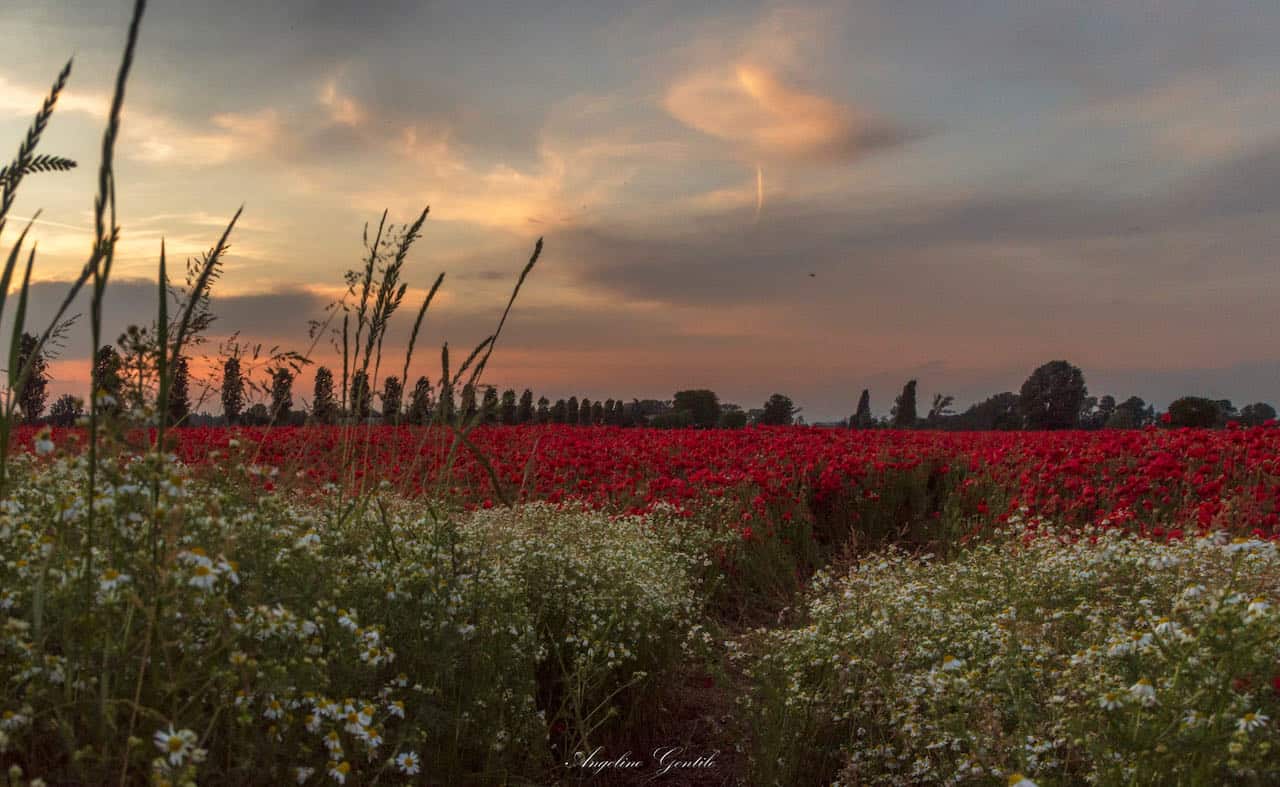 campo di papaveri