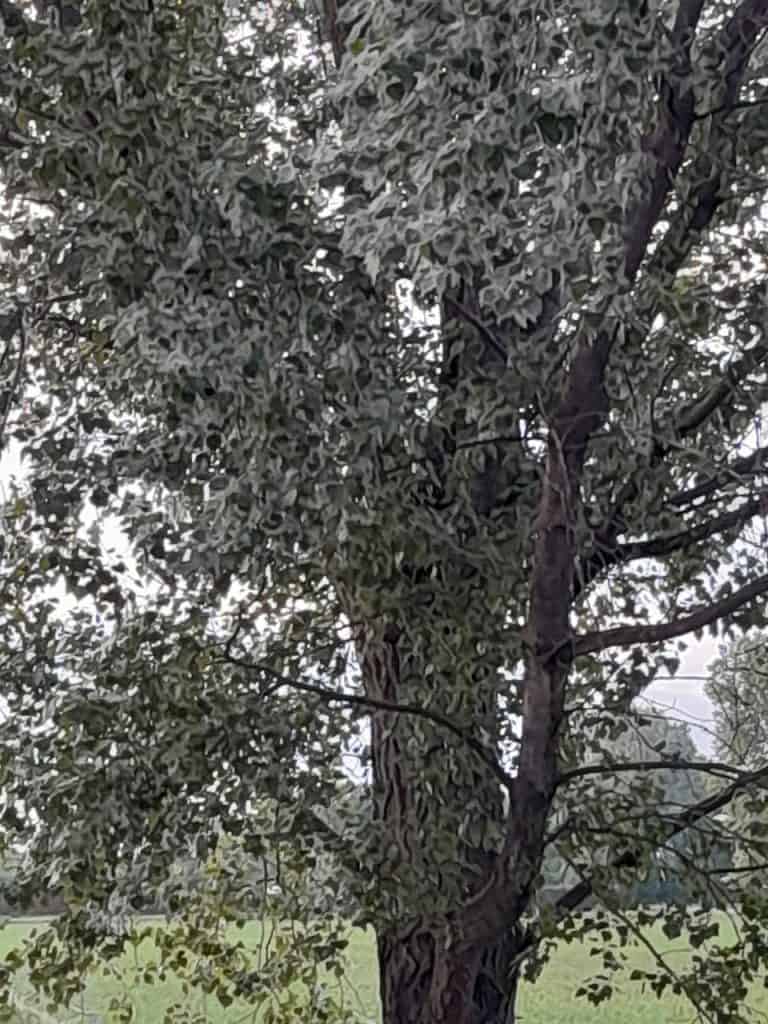 Alberi innevati dal polline. La "neve" di maggio a Peschiera Borromeo