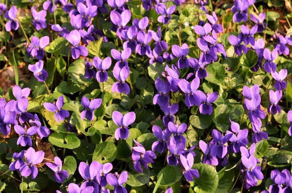 Viola Mammola nel basso milanese - Fotografia di Walter Ferrari
