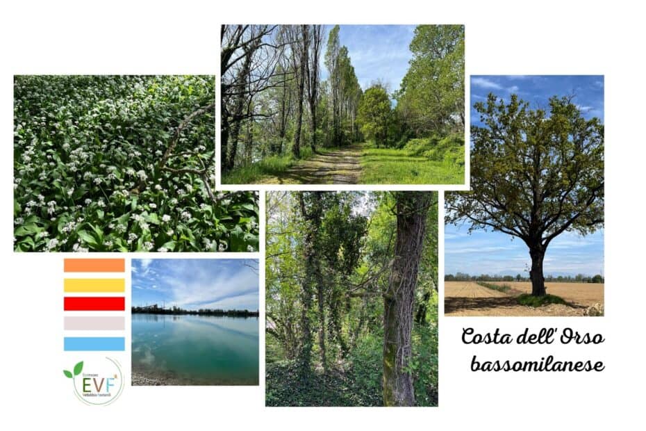 Costa dell'Orso basso milanese - Cassignanica