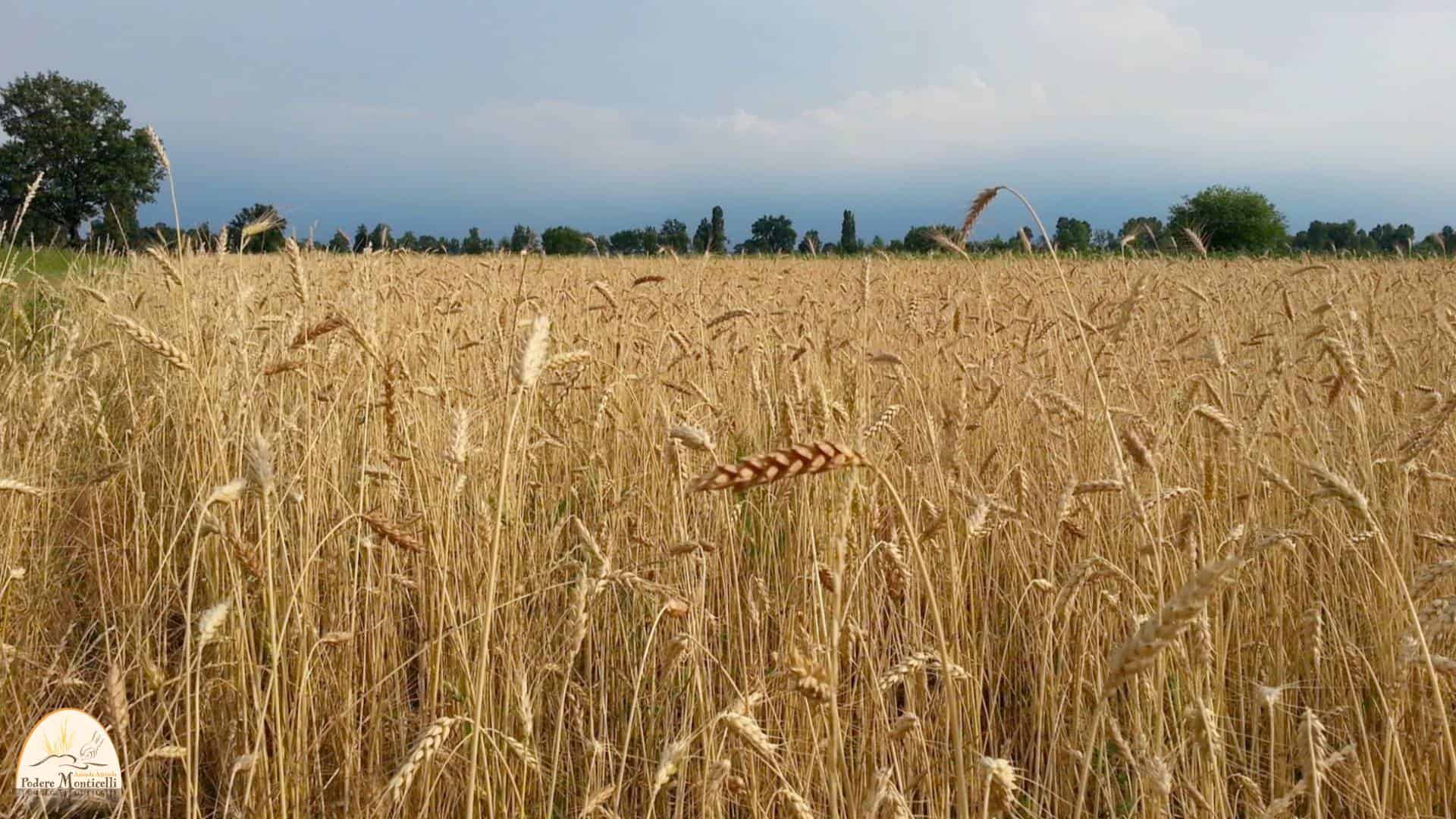 Podere Monticelli