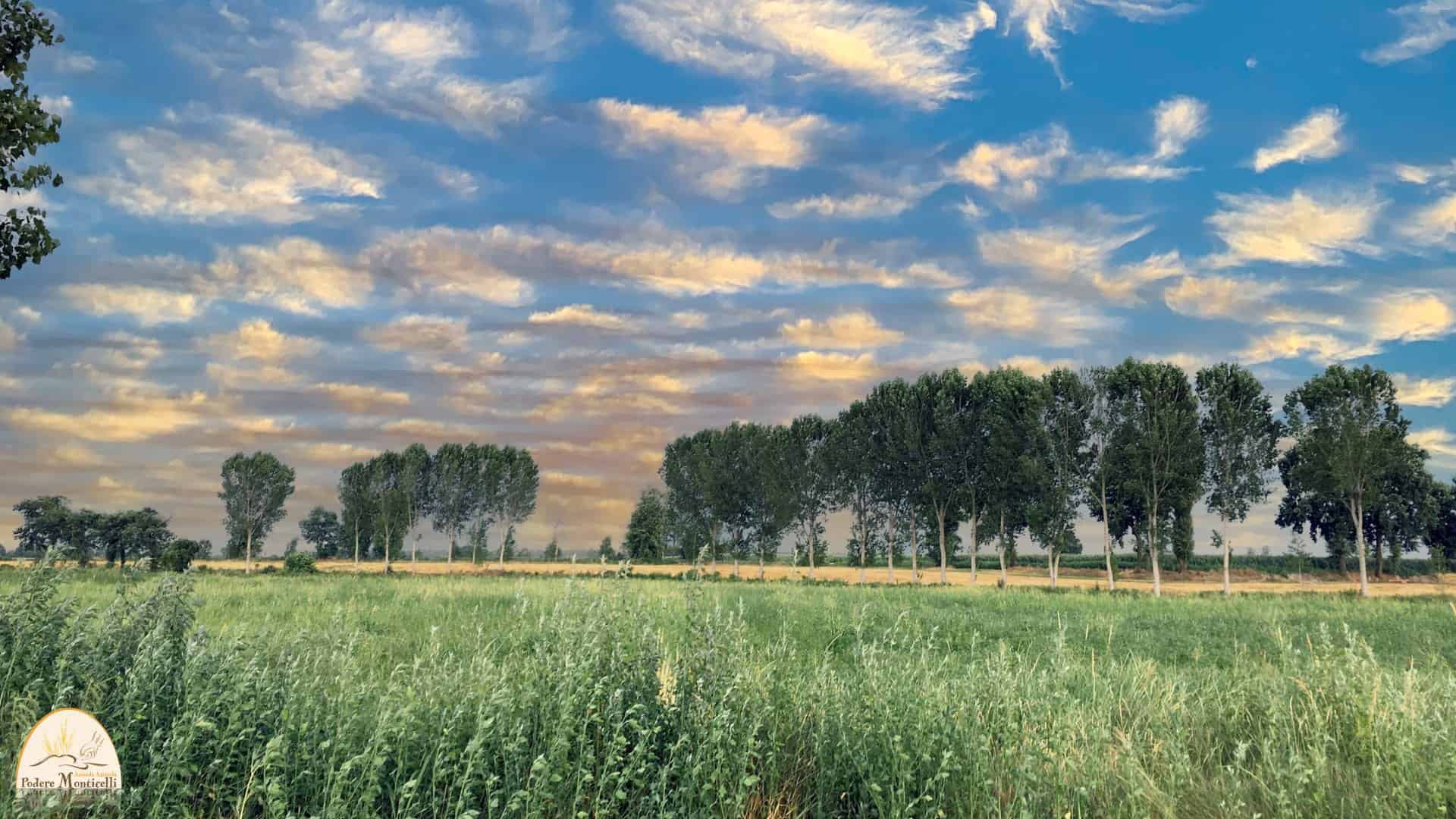 Podere Monticelli - Cmpo coltivazione grano antico