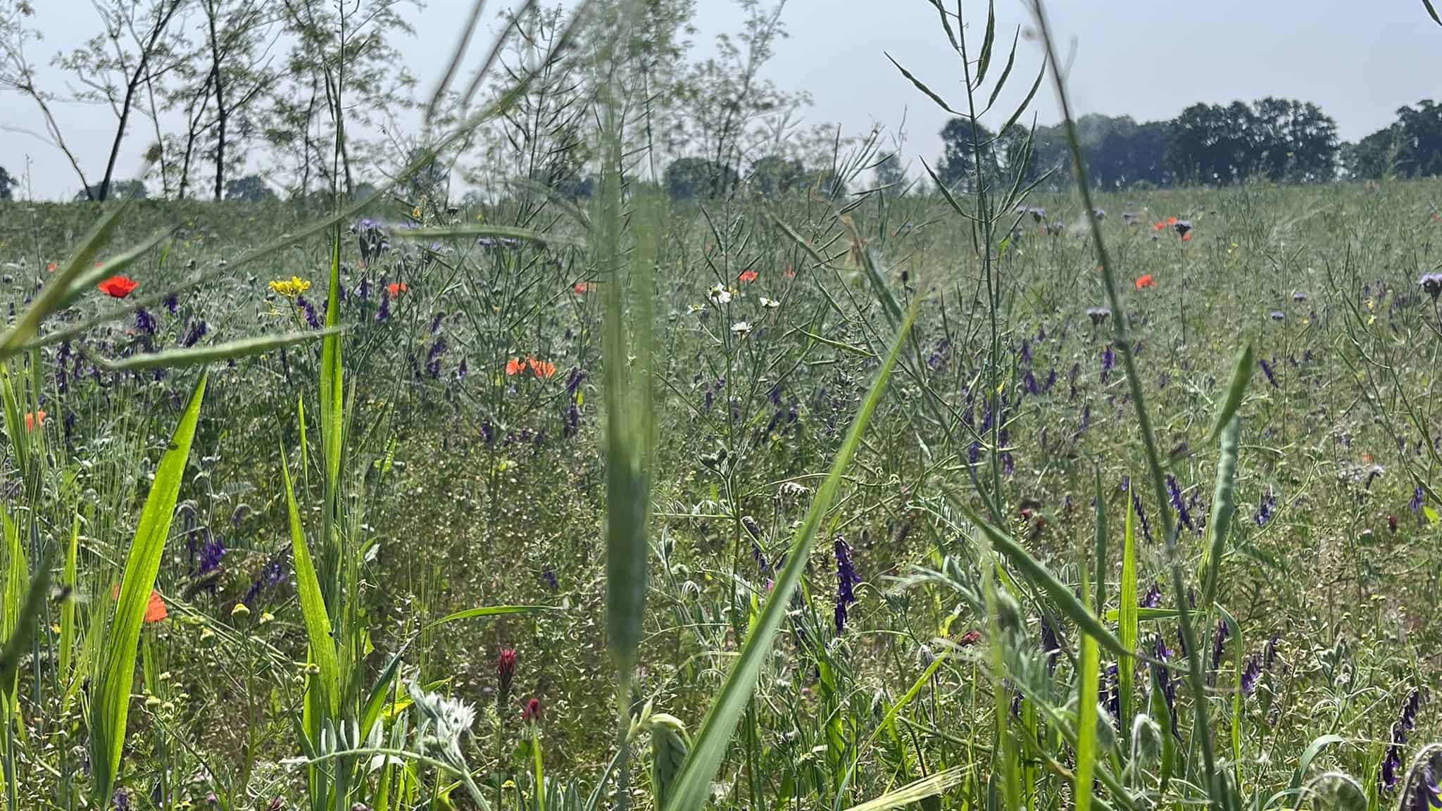 Flora_Podere Monticelli