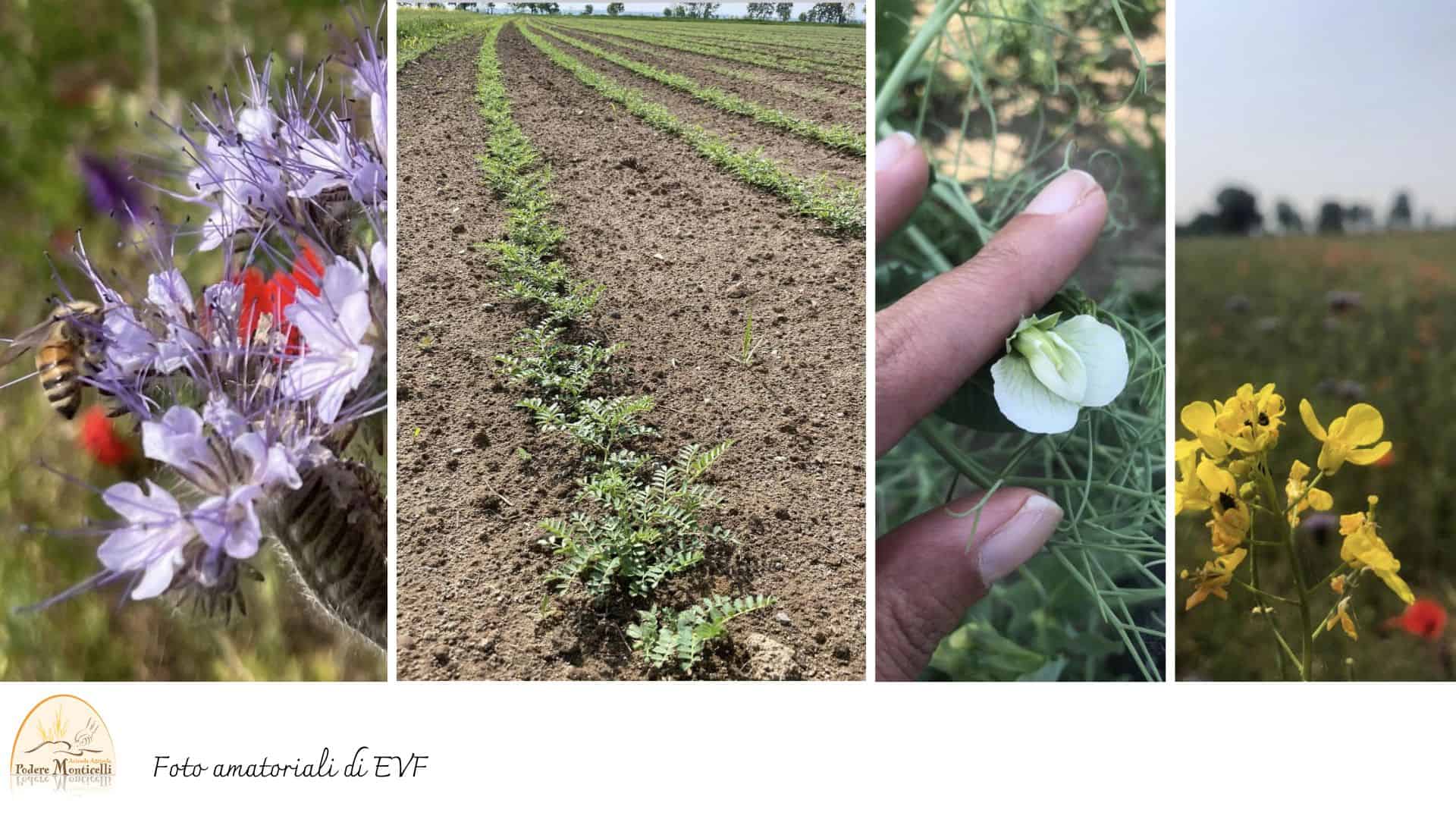 Podere Monticelli, particolari della coltivazione e di fiori per le api