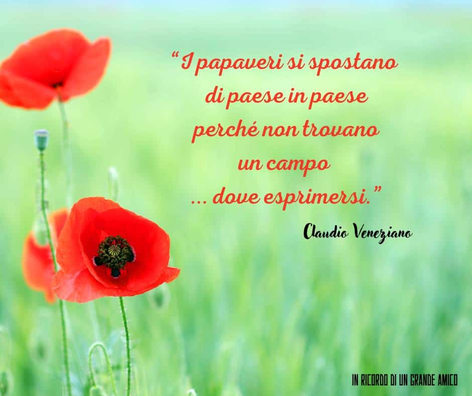 “I papaveri si spostano di paese in paese perché non trovano un campo dove esprimersi.”