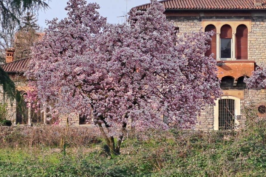 Villa Volontè