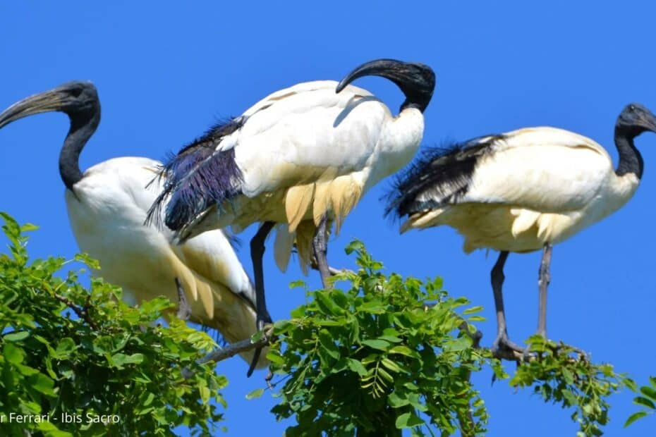 IBIS_SACRO_SudMilano_03
